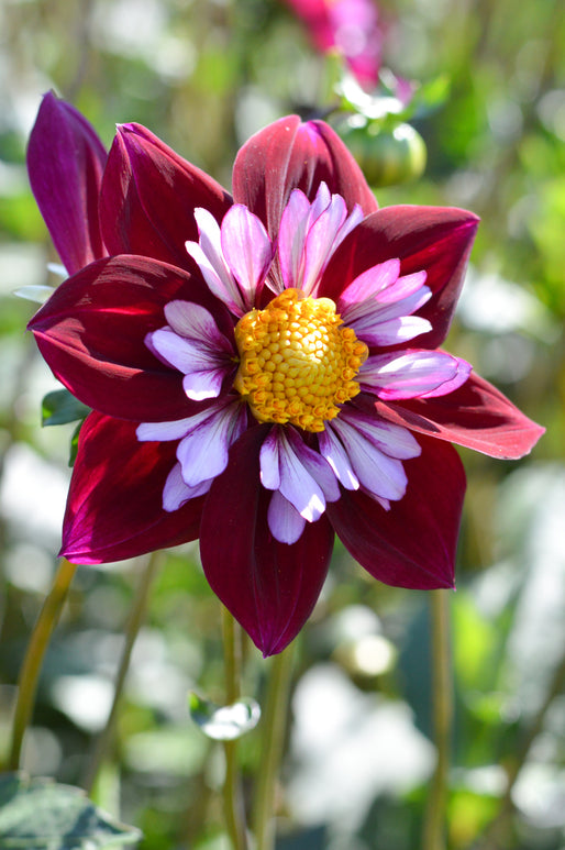 Dahlia Eefje Tubers and Bulbs