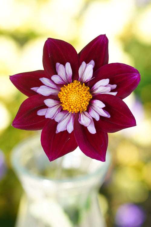 Collarette Dahlia Eefje Tubers