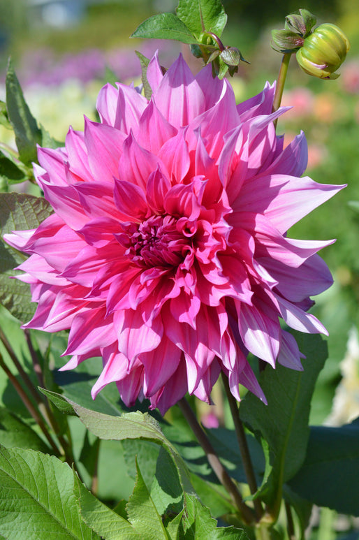 Dahlia Emory Paul (Dinner Plate Dahlia)