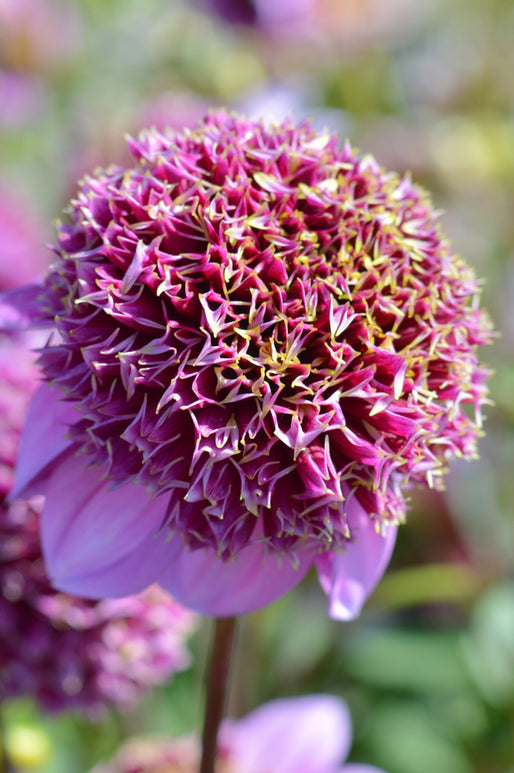 Dahlia Fenna Baaij Tubers and Bulbs