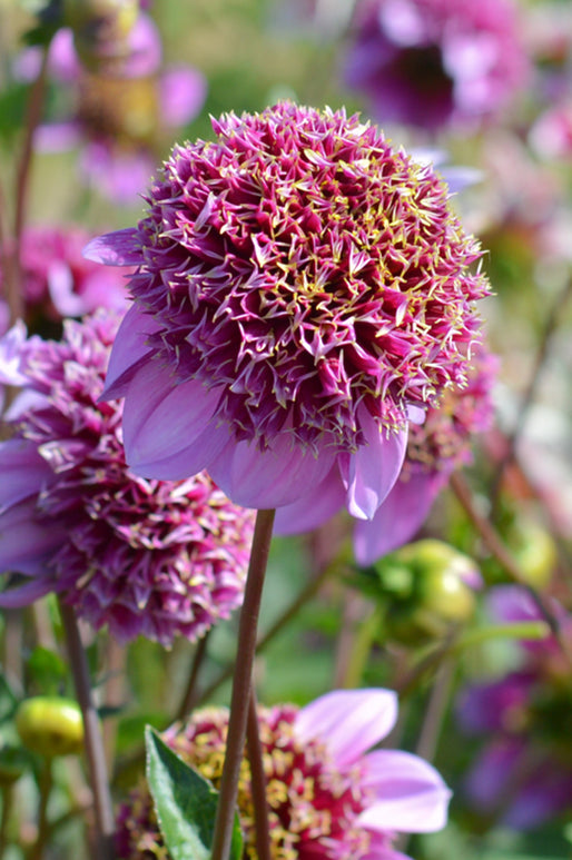 Dahlia Bulbs Fenna Baaij
