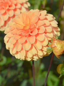 Dahlia Golden Scepter
