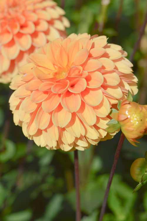 Golden Scepter Dahlia Tubers