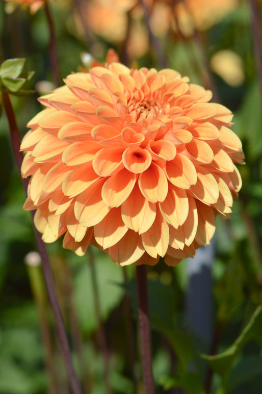 Golden Scepter Dahlia Tubers