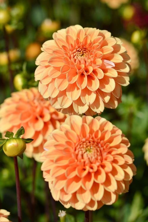 Golden Scepter Dahlia Tubers