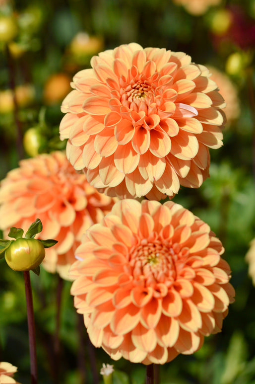 Golden Scepter Dahlia Tubers