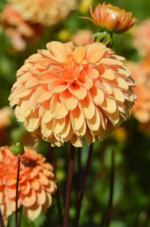 Golden Scepter Dahlia Tubers