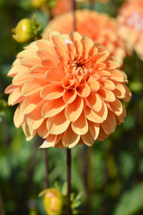 Golden Scepter Dahlia Bulbs and Tubers