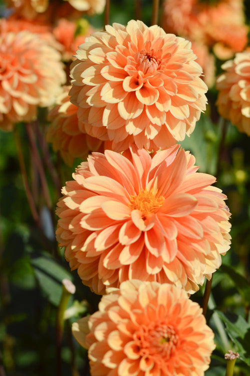 Golden Scepter Pompon Dahlia Tubers