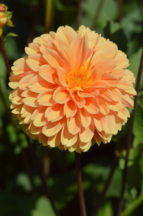 Golden Scepter Dahlia Tubers