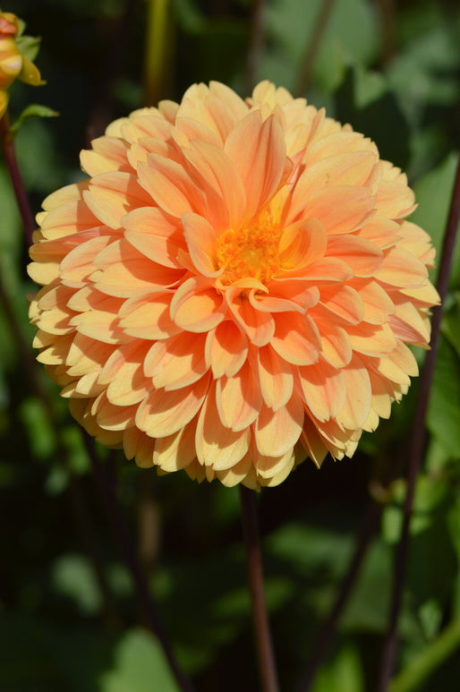 Golden Scepter Dahlia Tubers