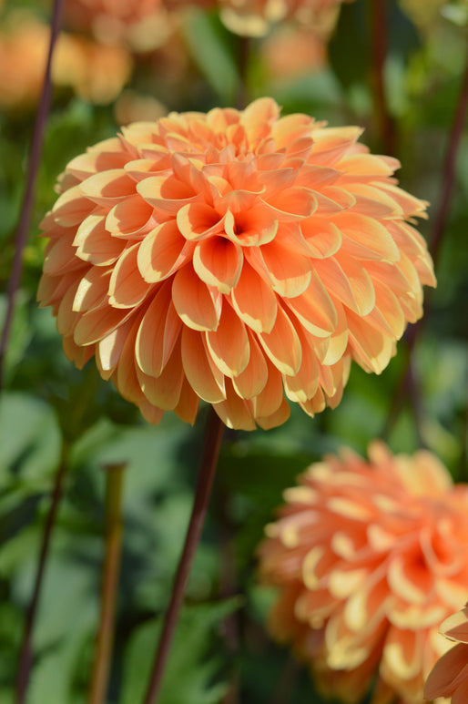 Golden Scepter Dahlia Tubers