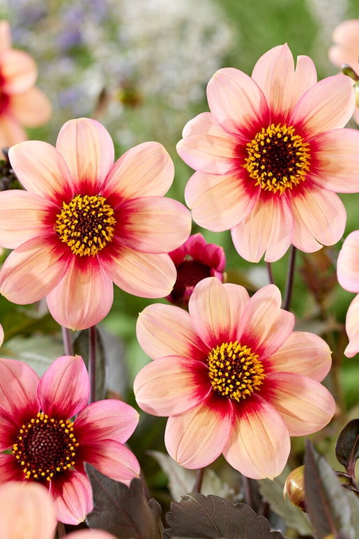Dahlia HS Kiss - Apricot/Orange Dahlia Tubers