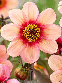 Dahlia HS Kiss