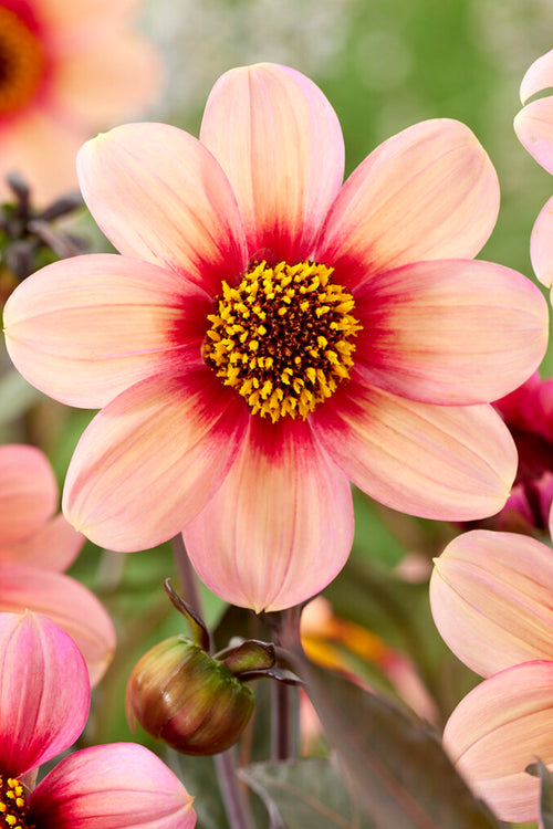 Dahlia HS Kiss Tubers