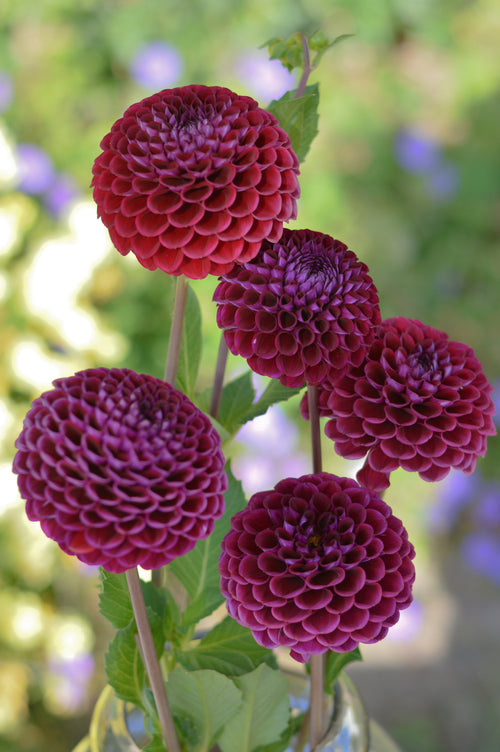 Ivanetti Dahlia Tubers