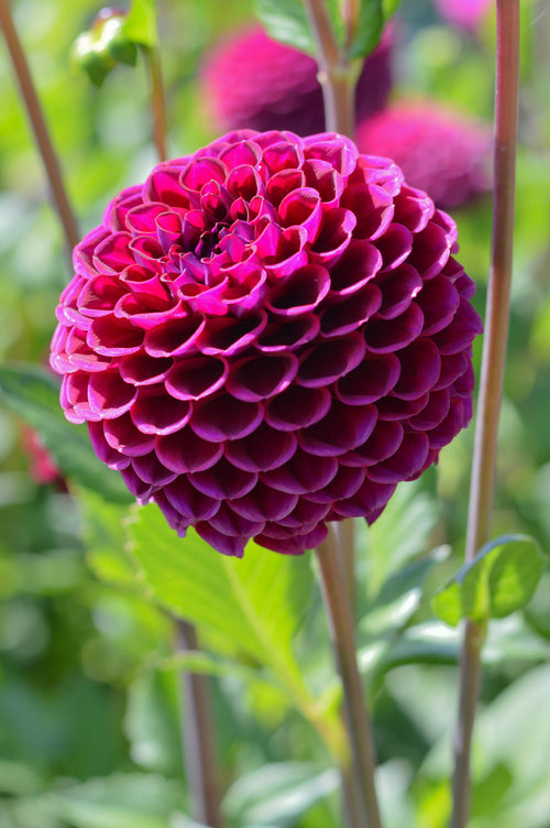 Ivanetti Dahlia Bulbs and Tubers