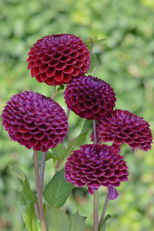 Ivanetti Dahlia Bulbs and Tubers