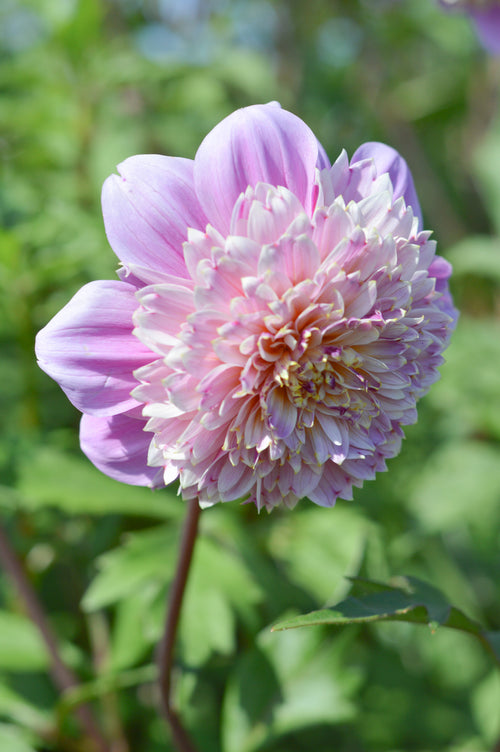Dahlias Lifestyle Tubers and bulbs