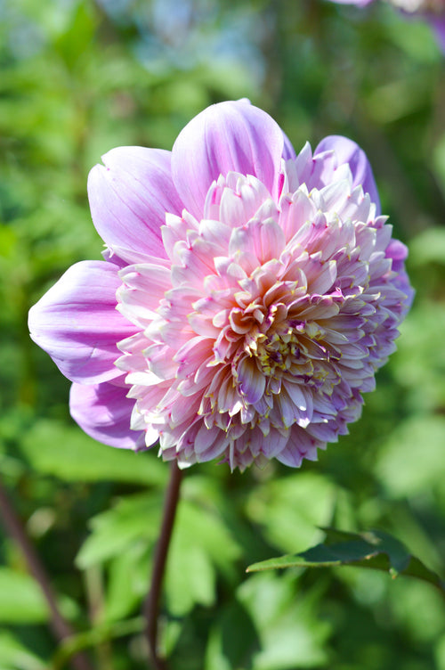 Dahlias Lifestyle Tubers and bulbs