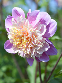 Dahlia Life Style