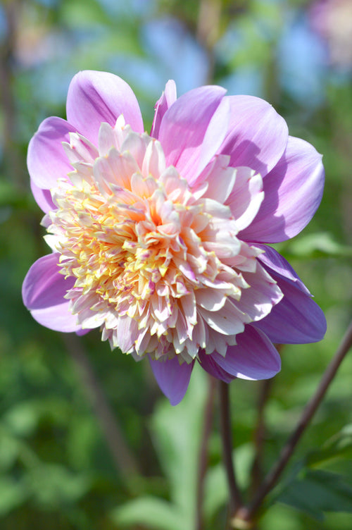 Dahlias Lifestyle Tubers and bulbs