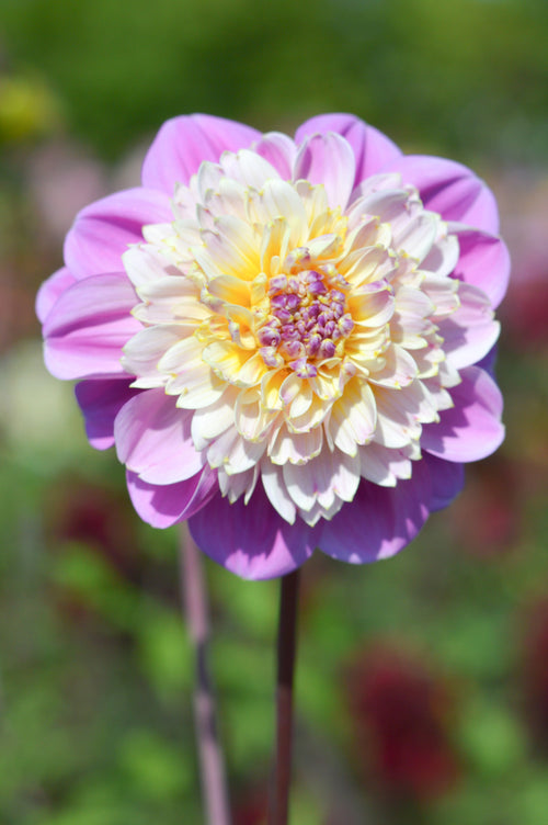 Anemone Type Dahlia Lifestyle