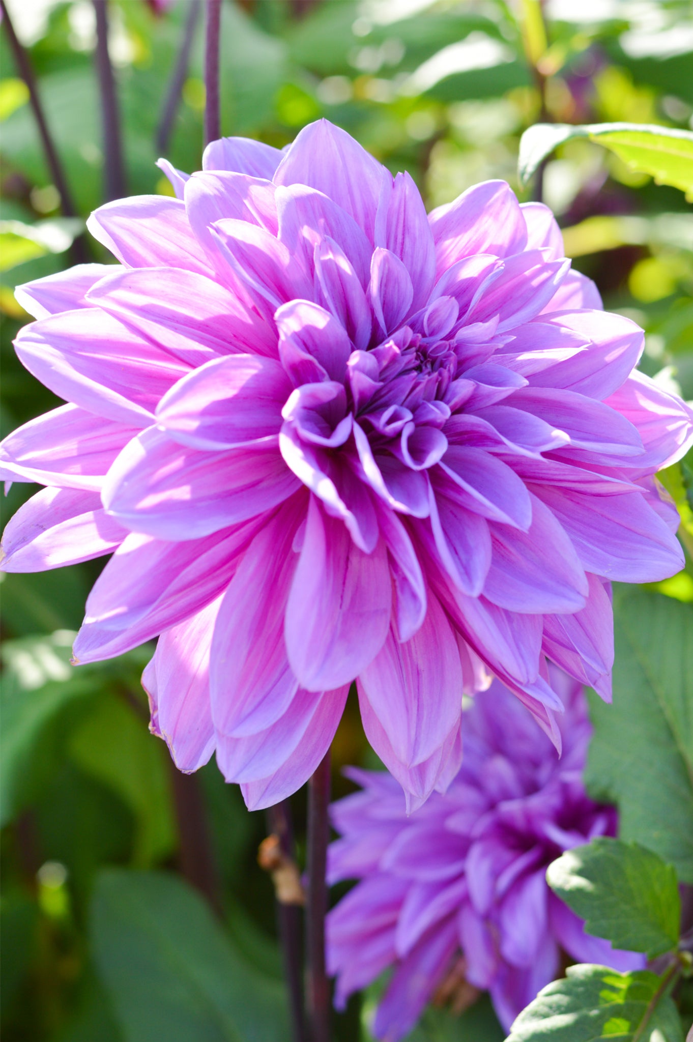 Penetración encima Pacífico Dahlia Lilac Time | Dahlia Tubers | DutchGrown™