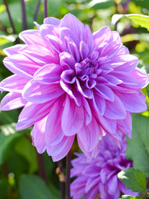 Dahlia Lilac Time