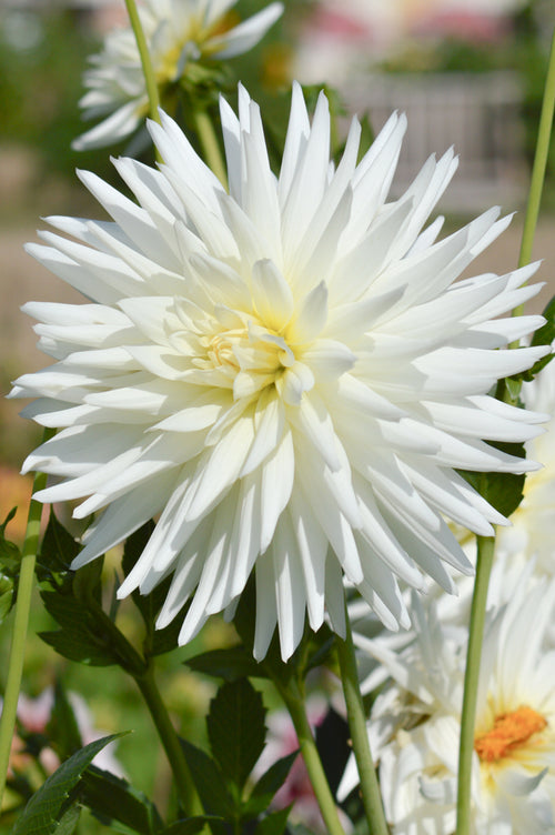 My Love Dahlia Tubers
