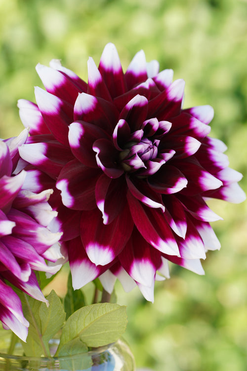 Dinnerplate Dahlia Mystery Day Tubers