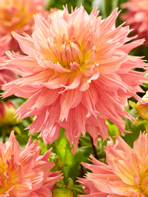 Dahlia Omega