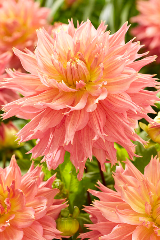 Buy Dahlia Omega Tubers