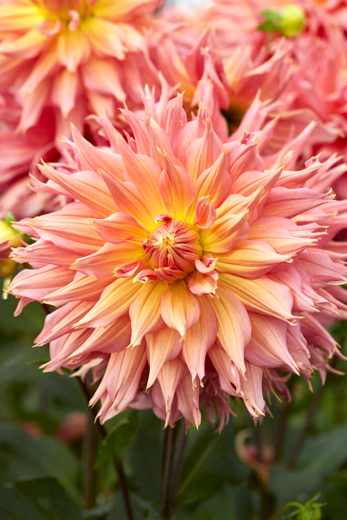 Pink Orange Dahlias - Dahlia Omega
