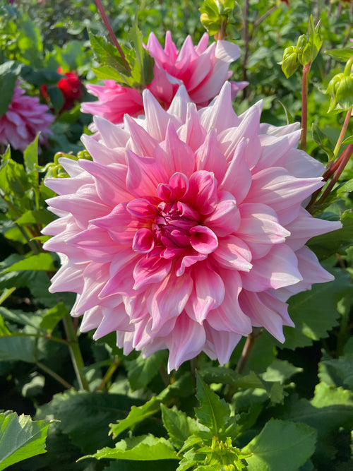 Dahlia Ottos Thrill