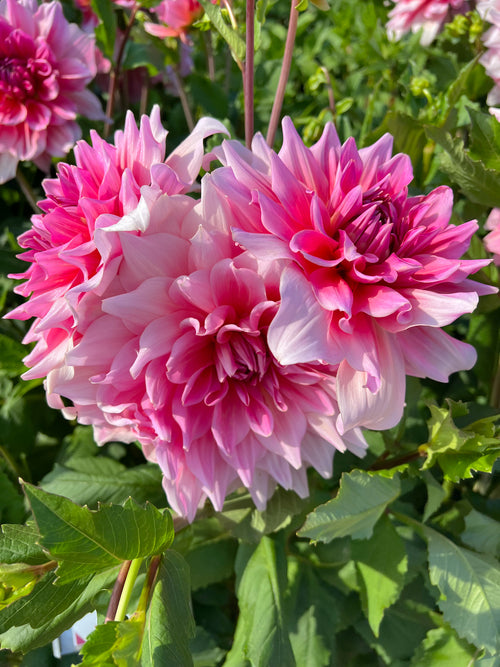 Dahlia Ottos Thrill