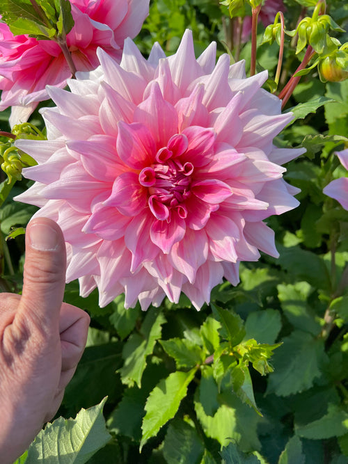 Dahlia Otto's Thrill