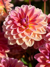Dahlia Pacific View