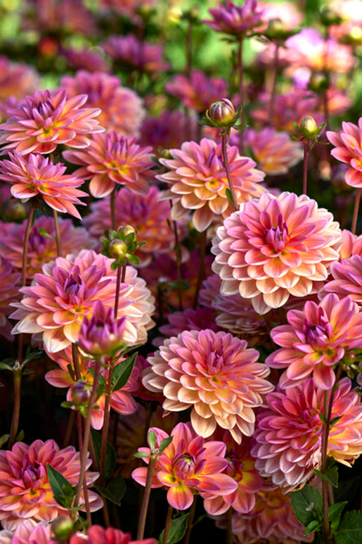 Dahlia Pacific View - Pink/Purple Dahlias