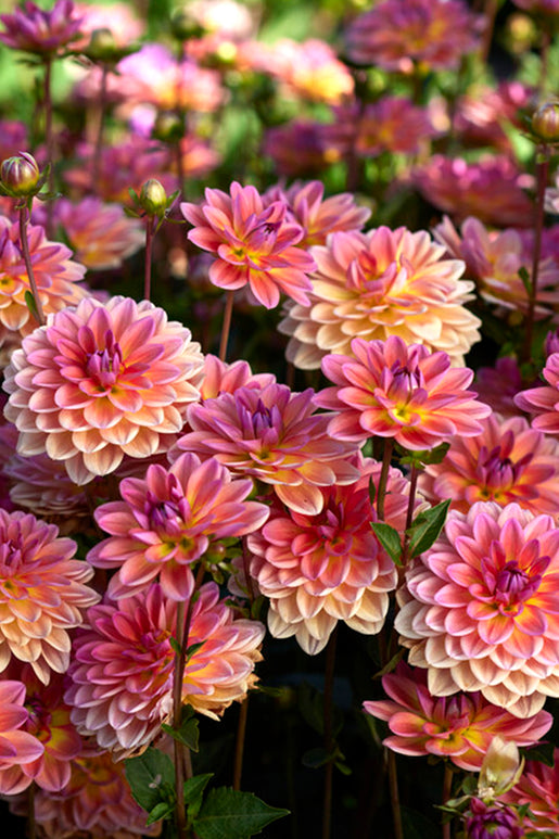 Dahlia Pacific View Tubers