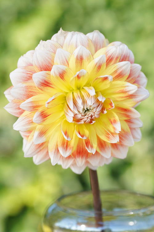 Dahlia Peaches and Cream Tubers
