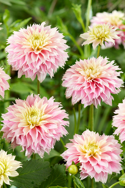 Buy Dahlia Pink Impact