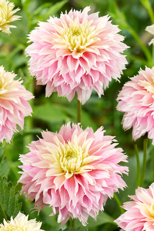 Dahlia Pink Impact