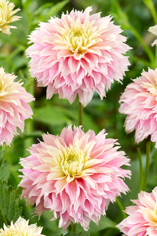 Dahlia Pink Impact