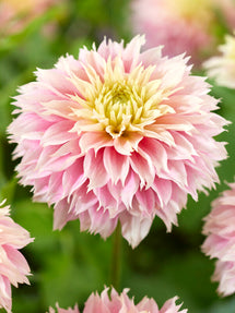 Dahlia Pink Impact