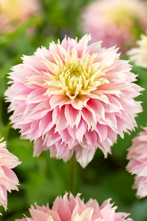 Dahlia Pink Impact Tubers