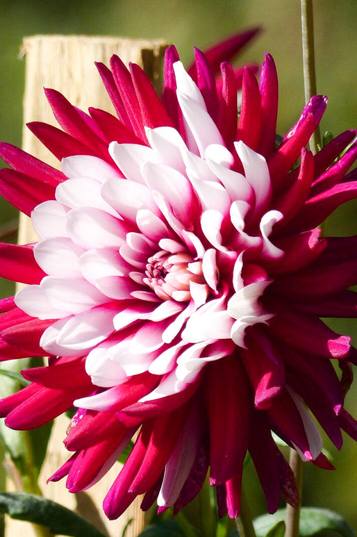 Rebeccas World Decorative Dahlia Tubers