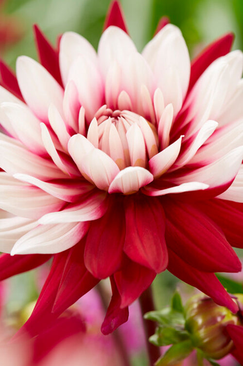 Rebeccas World Dahlia Tubers