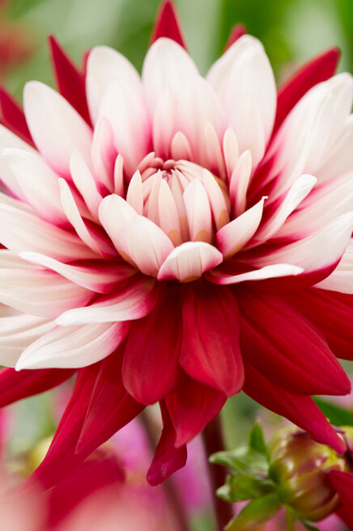 Rebeccas World Dahlia Tubers