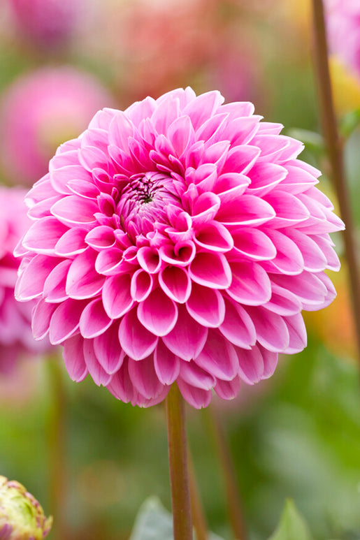 Dahlia Sandra Tubers